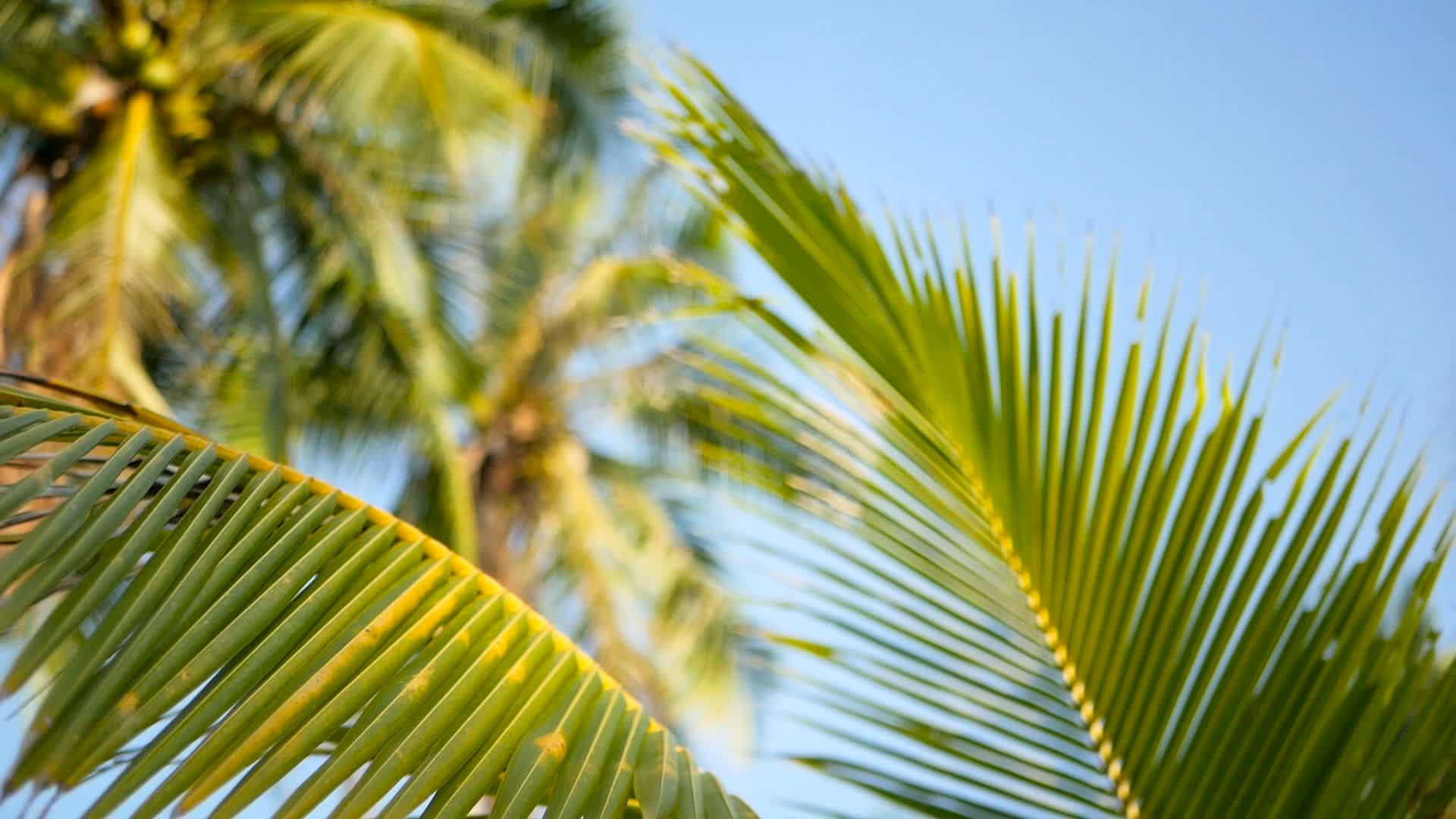 棕榈树椰子树冠和蓝色的阳光视频的预览图