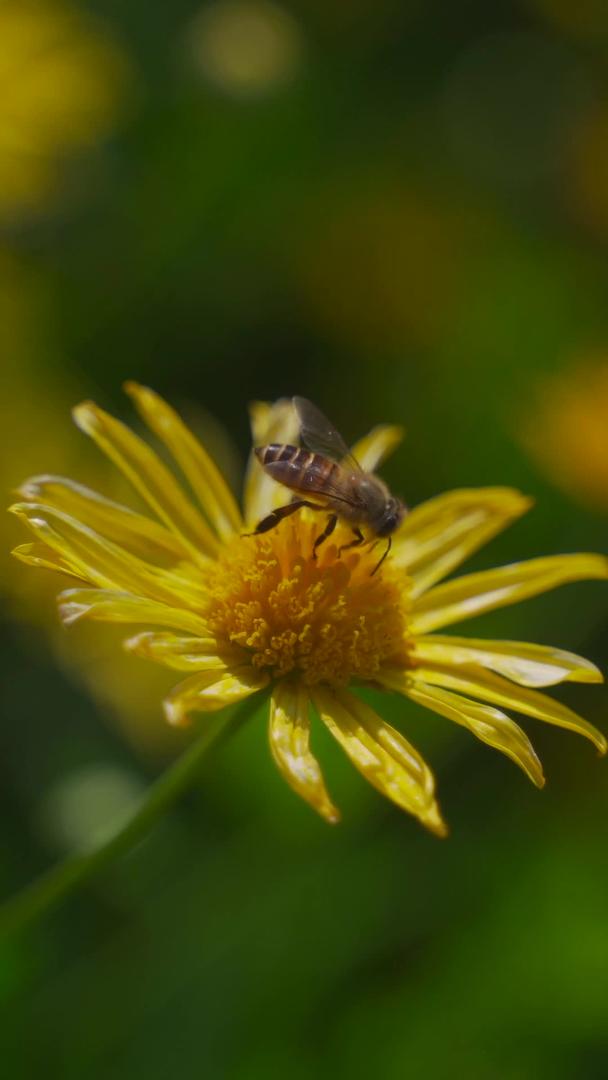 蜜蜂采集菊花蜜视频的预览图