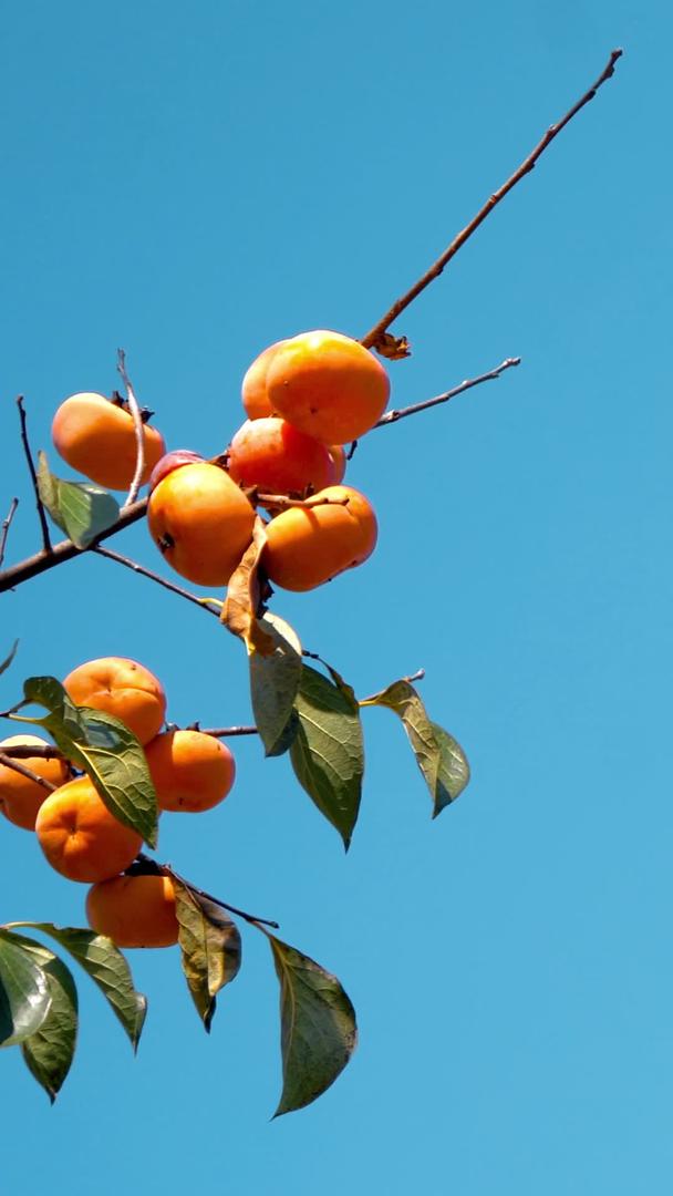 秋季丰收柿子压满枝头的果实视频的预览图