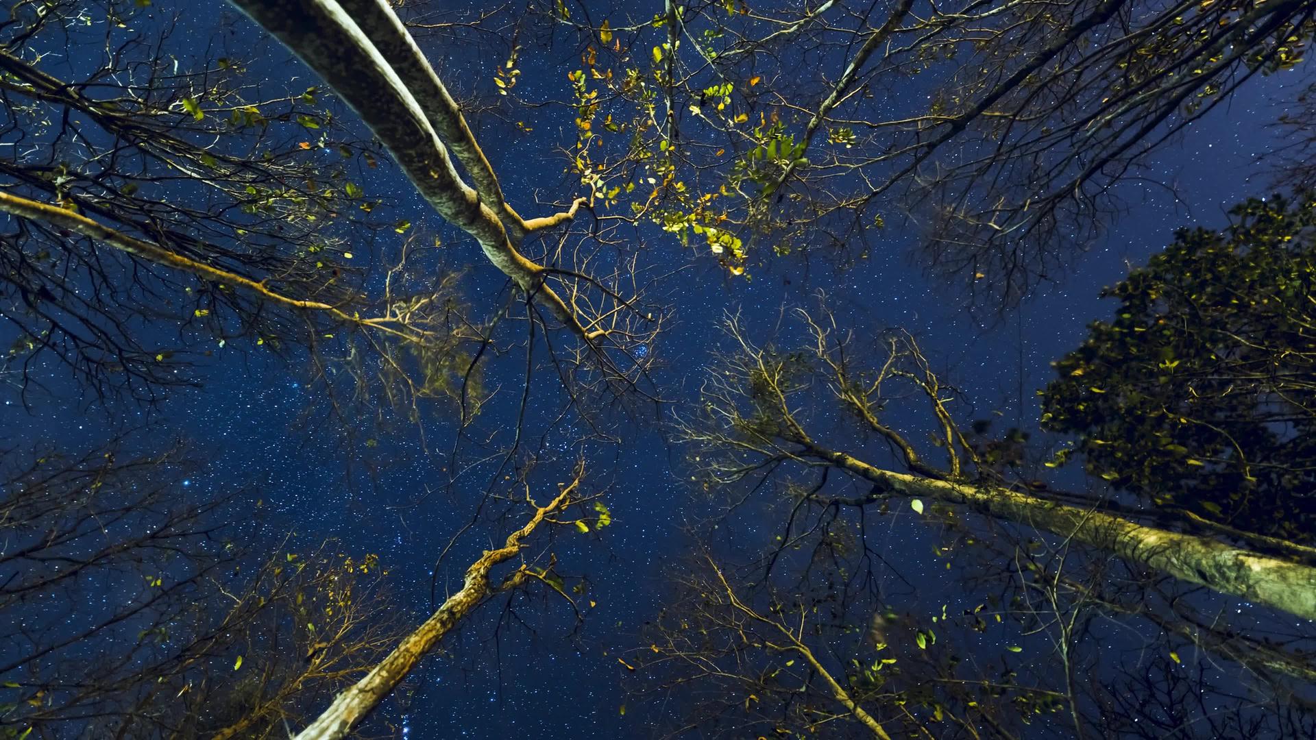 星星在夜间与树木一起移动视频的预览图