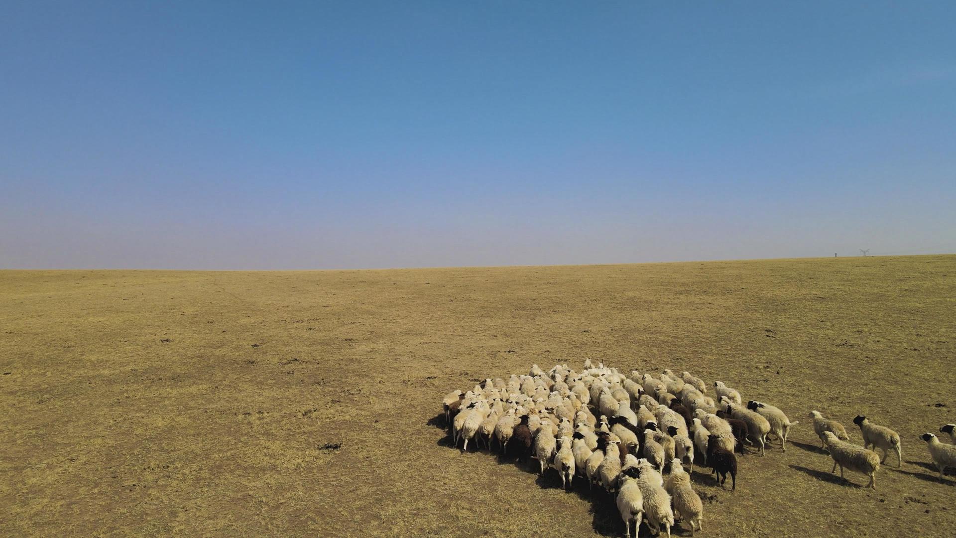 4k航拍初春的鄂尔多斯大草原羊群在悠闲的吃草视频的预览图