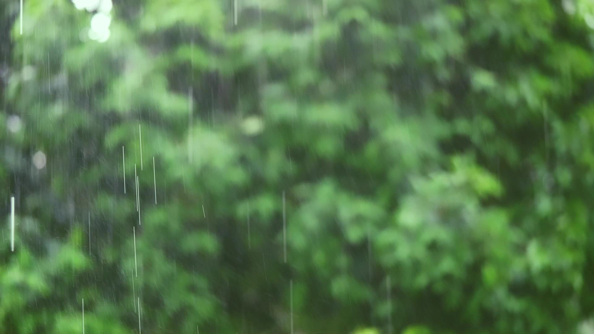 白天的雨有柔和的焦点背景视频的预览图