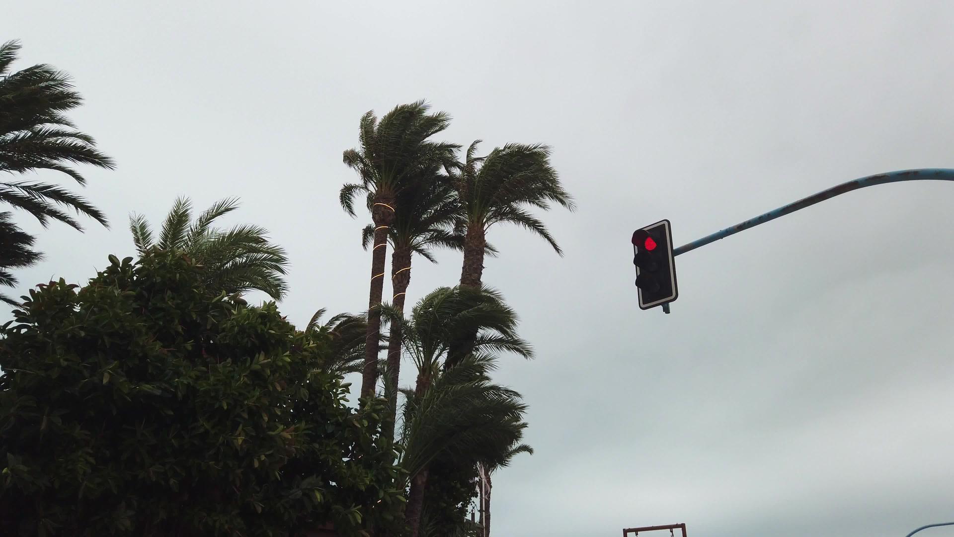 一排绿色的棕榈树在风中摇摆背景是天空视频的预览图