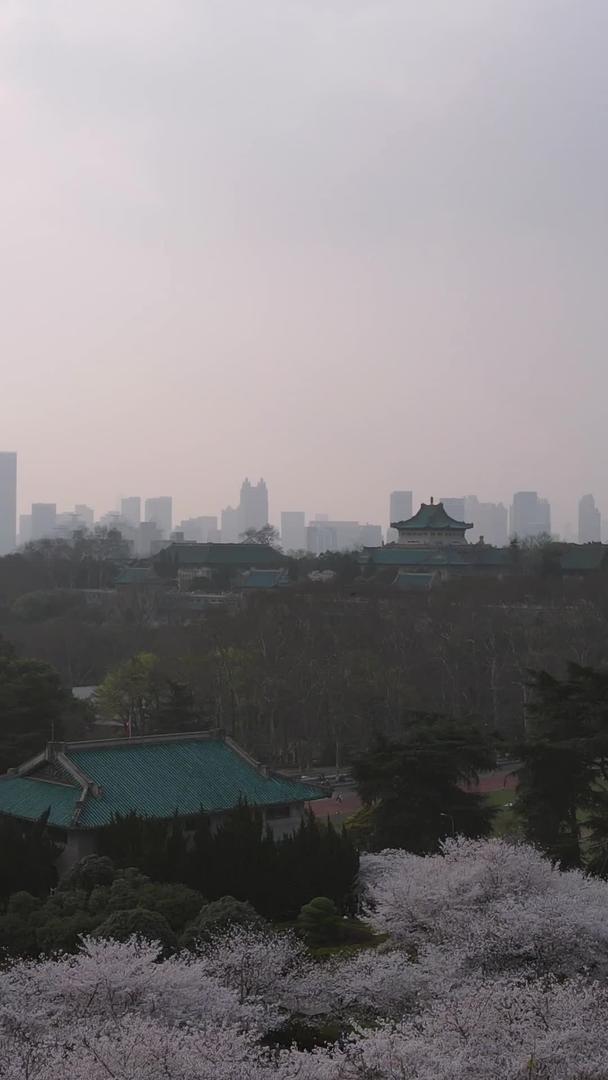 武汉大学樱花大道航拍素材视频的预览图
