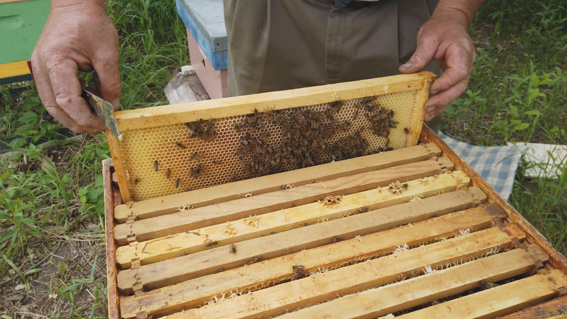 养蜂人用蜂窝和蜂窝架检查新鲜蜂蜜的填充情况视频的预览图