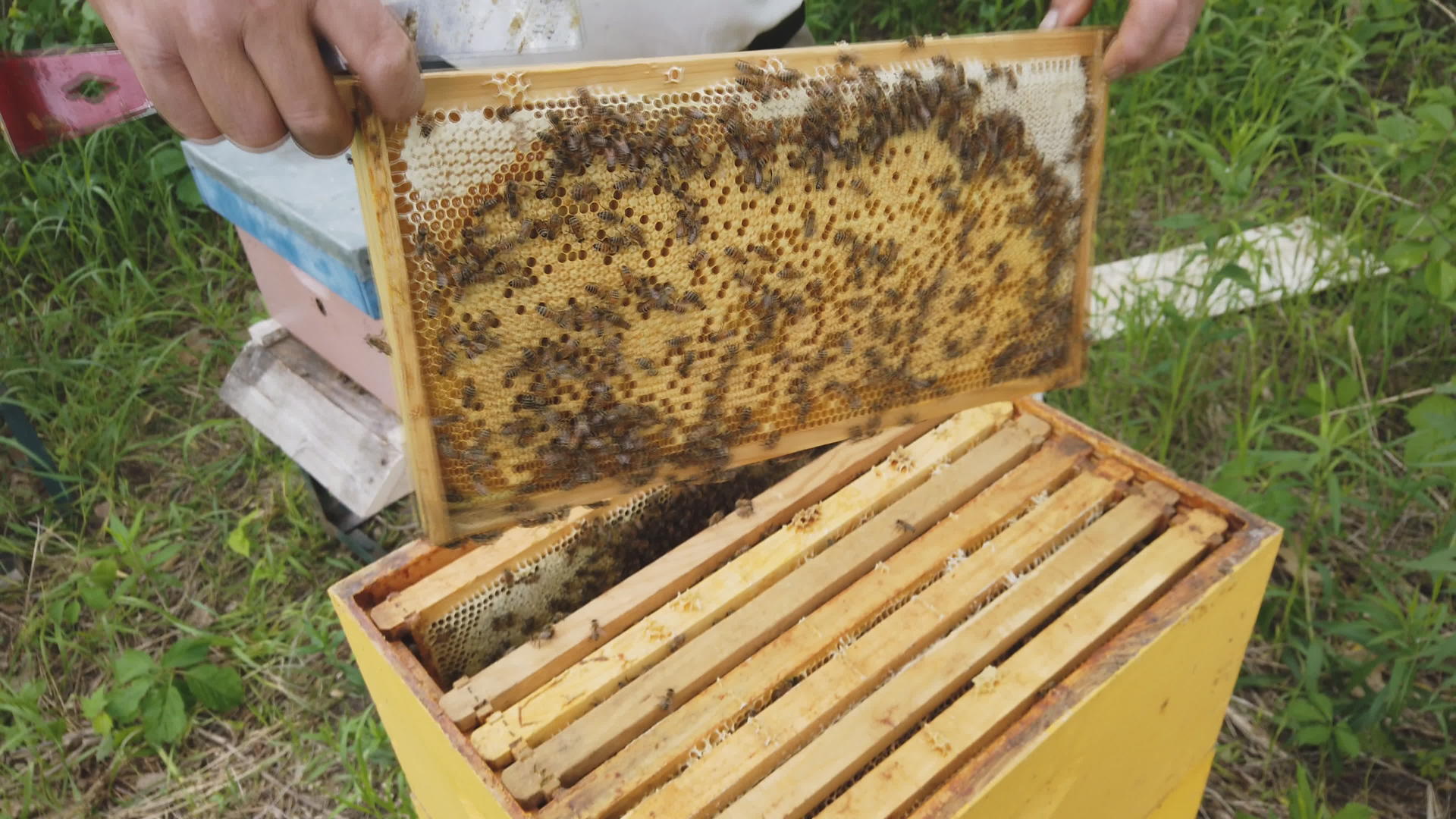 养蜂人在夏天和站在养蜂场蜂巢附近的蜜蜂一起工作视频的预览图