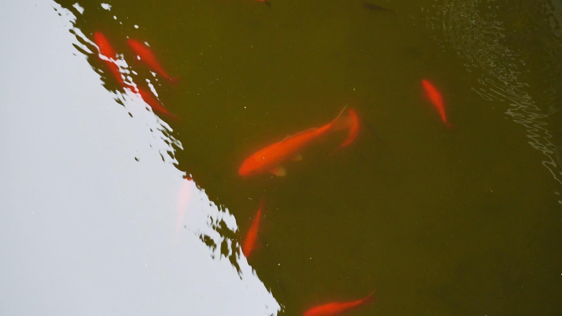 4k池塘里的红鲤鱼视频的预览图