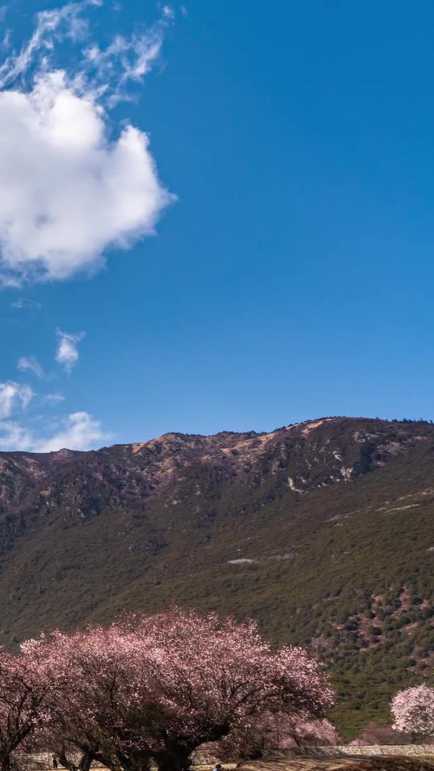 索松村桃花延时西藏林芝5A景区视频的预览图