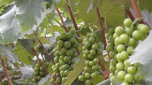 夏黑葡萄种植大棚视频的预览图