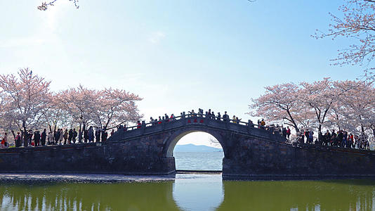 无锡鼋头渚长春桥樱花视频的预览图
