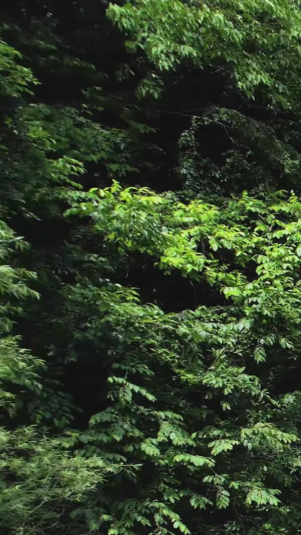 航拍5A云台山景区潭瀑峡景区视频视频的预览图