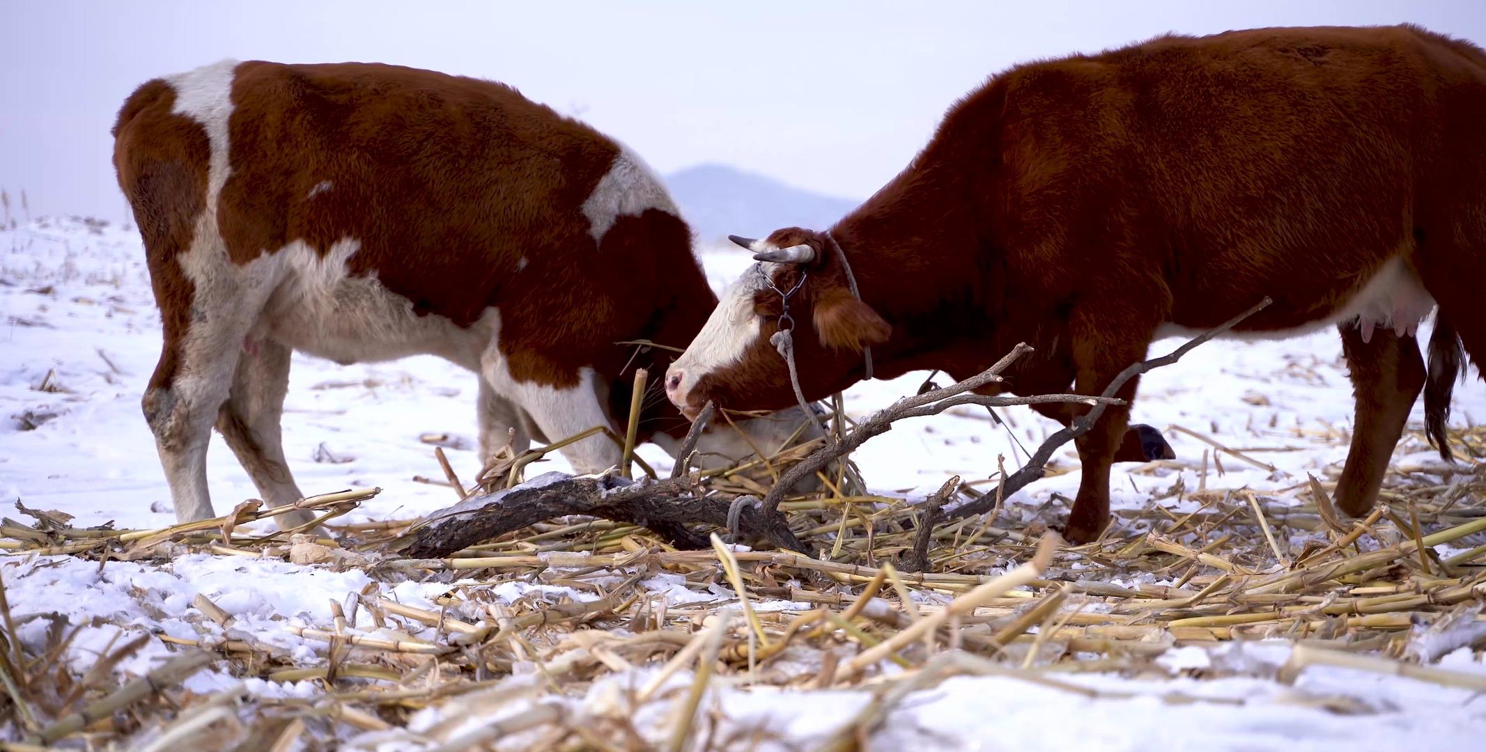 雪地上黄牛吃草视频的预览图