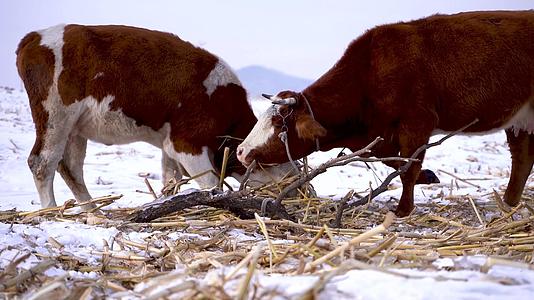 雪地上黄牛吃草视频的预览图