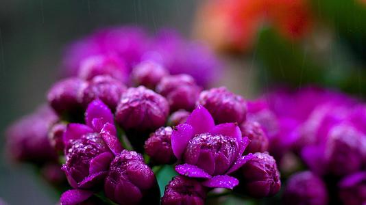 微距春雨雨水沾着花朵视频的预览图