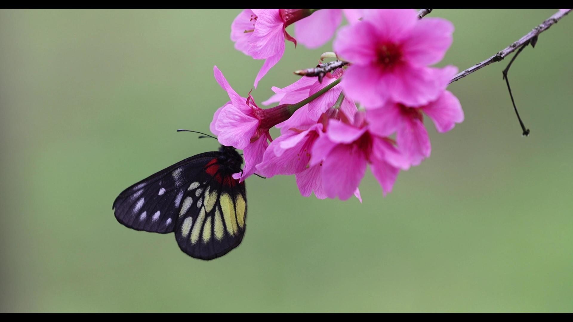 春季樱花蝴蝶4K实拍视频的预览图
