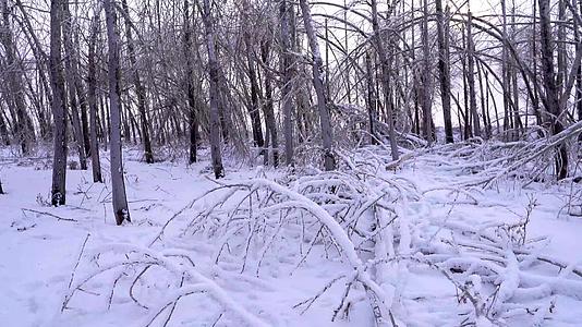 雪地树林视频的预览图