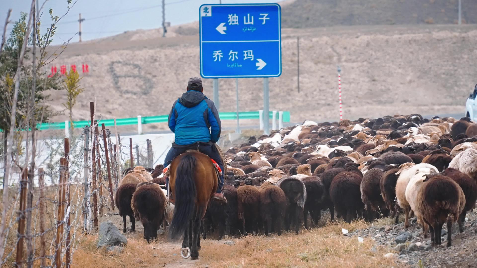 新疆独山子秋季转场羊群4K视频的预览图