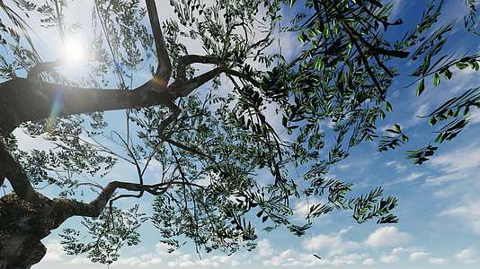 树枝和树底有美丽的蓝色天空视频的预览图
