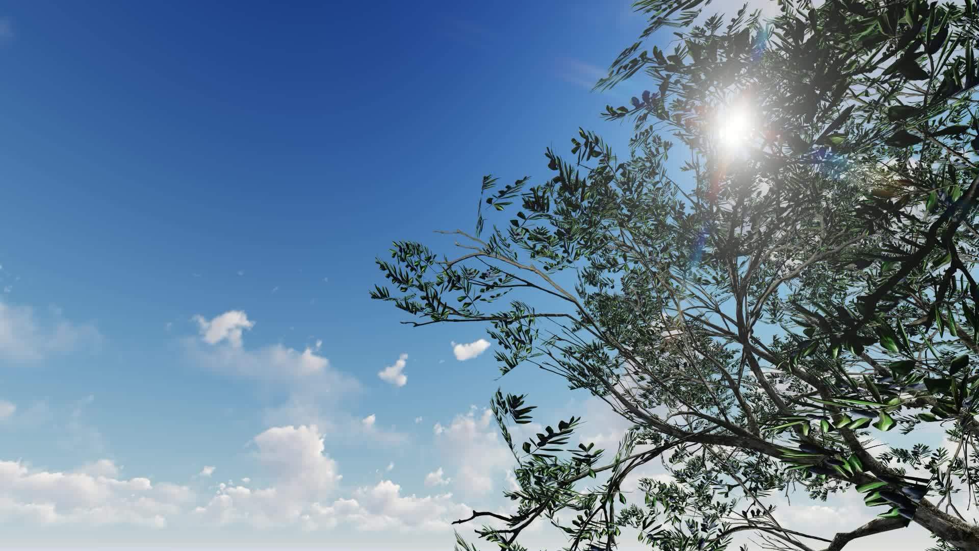 树枝后面美丽的蓝天视频的预览图