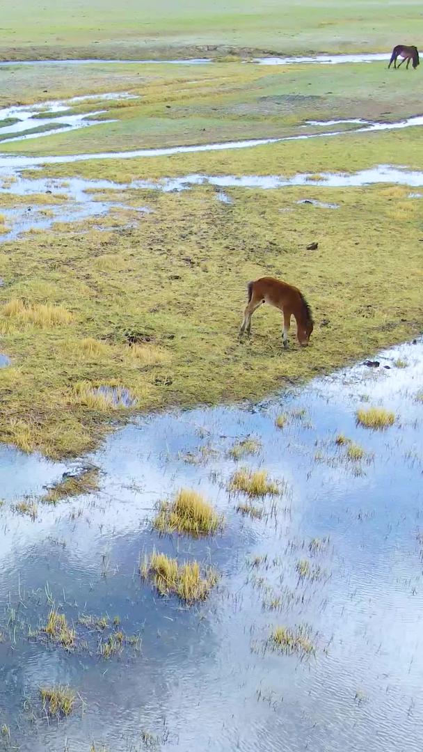 湿地草原马群风景航拍视频视频的预览图