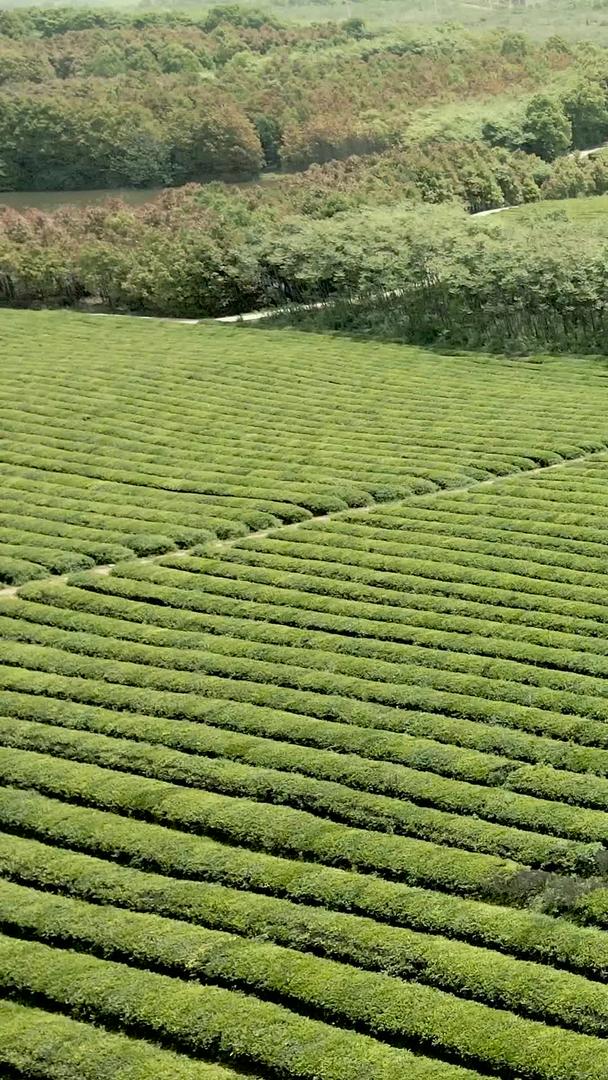 春季航拍杭州郊区茶园景观视频素材视频的预览图