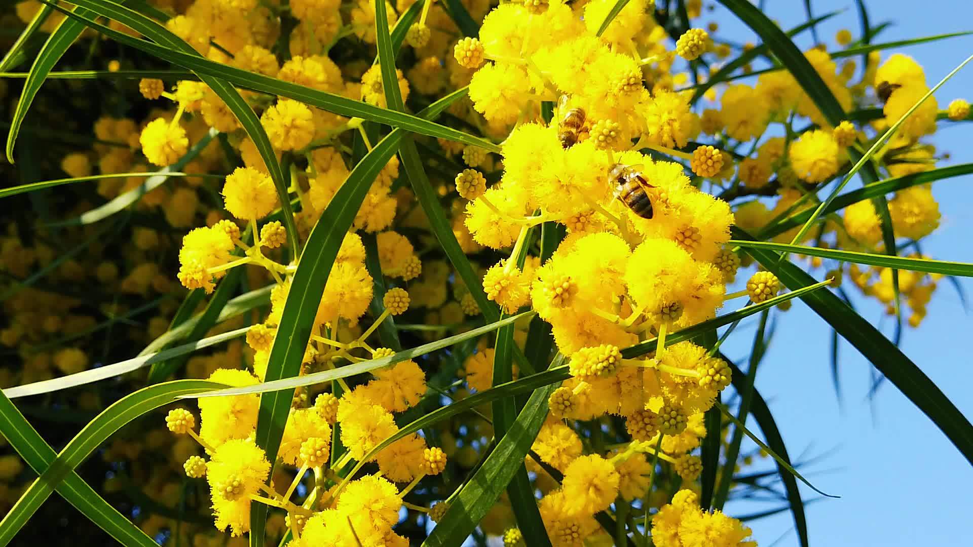 金芽花蜜蜂13慢动视频的预览图