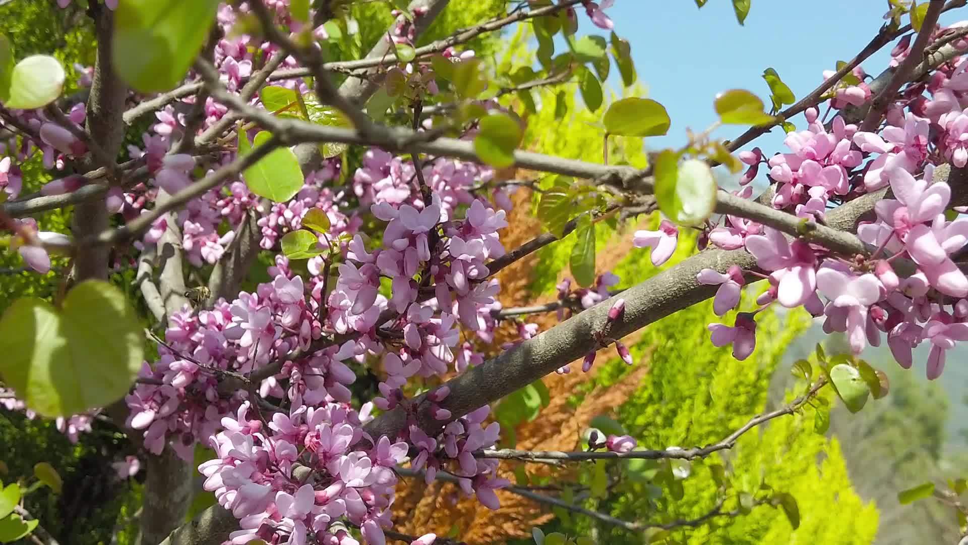 蜜蜂泉01在梅花视频的预览图
