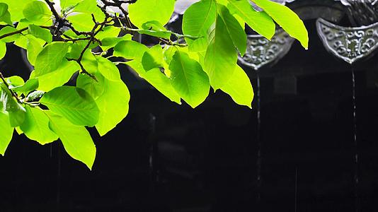4k下雨天的树叶和屋檐视频的预览图