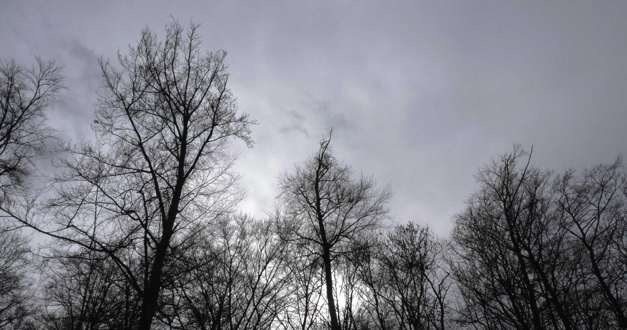 枯树和灰色的天空延迟视频的预览图