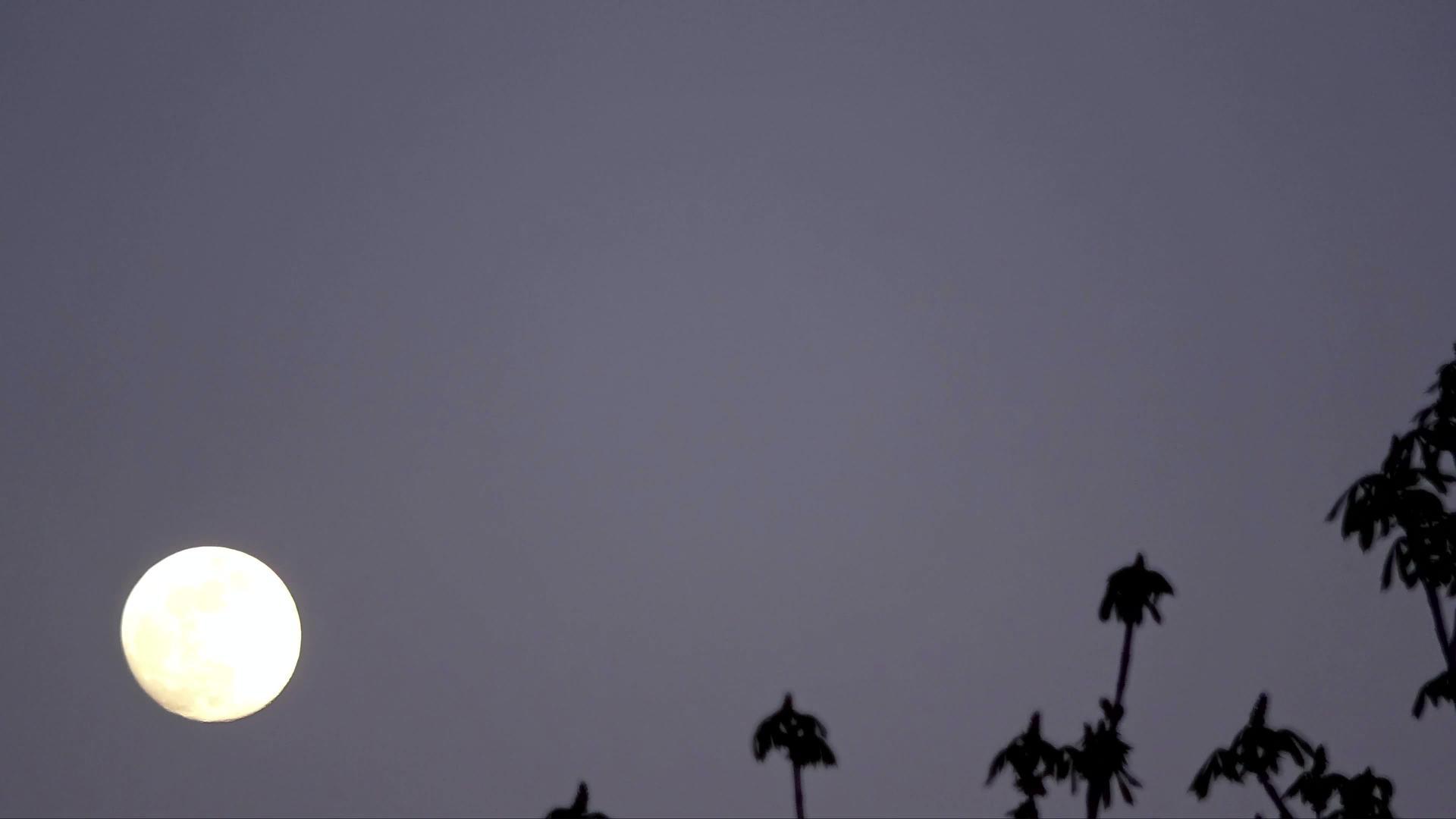 月亮在天上视频的预览图