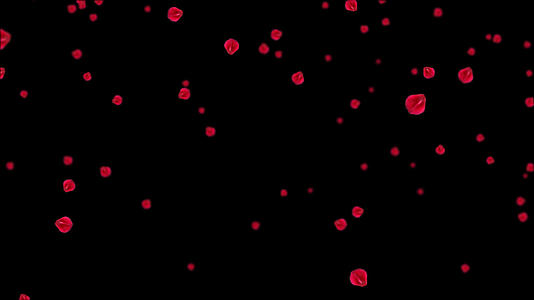 4K玫瑰花瓣飘落带通道视频的预览图