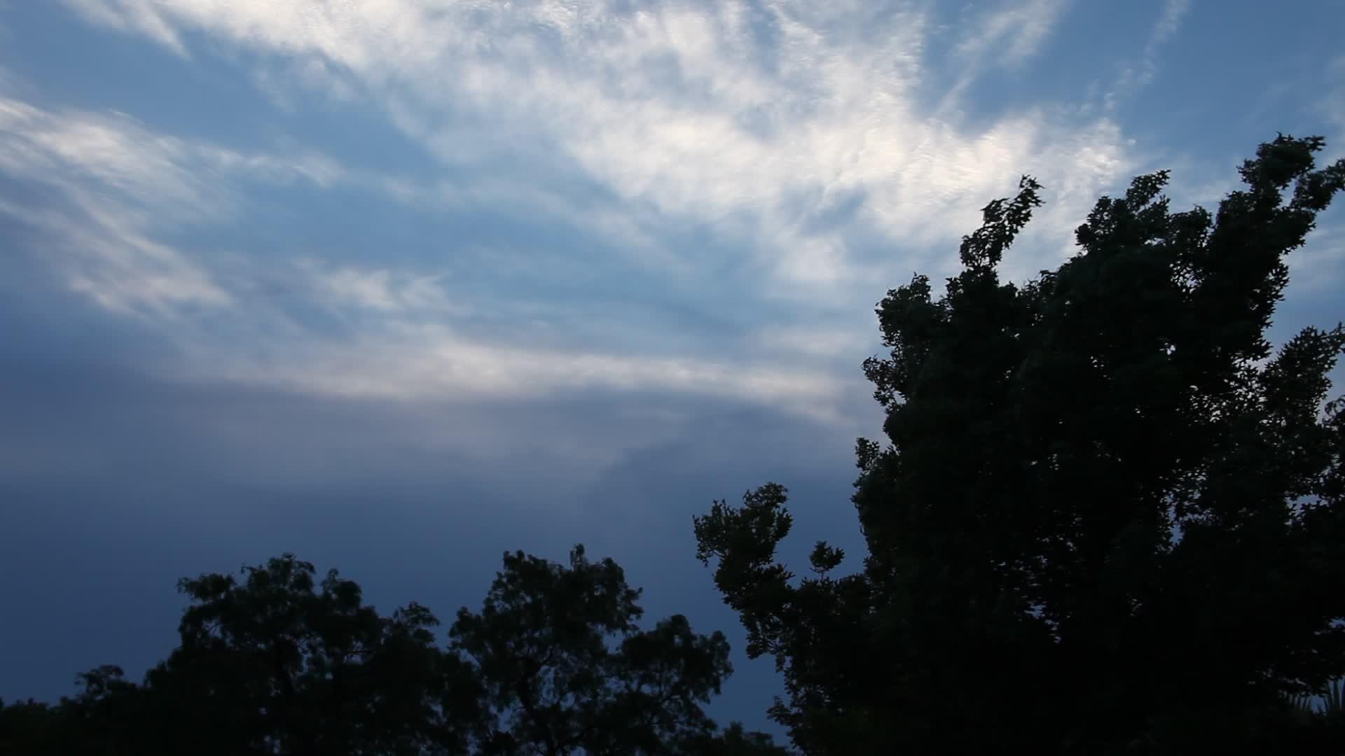 树后的天空视频的预览图