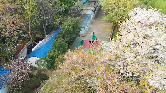 航拍武汉春天校园樱花树下打篮球的学生视频的预览图