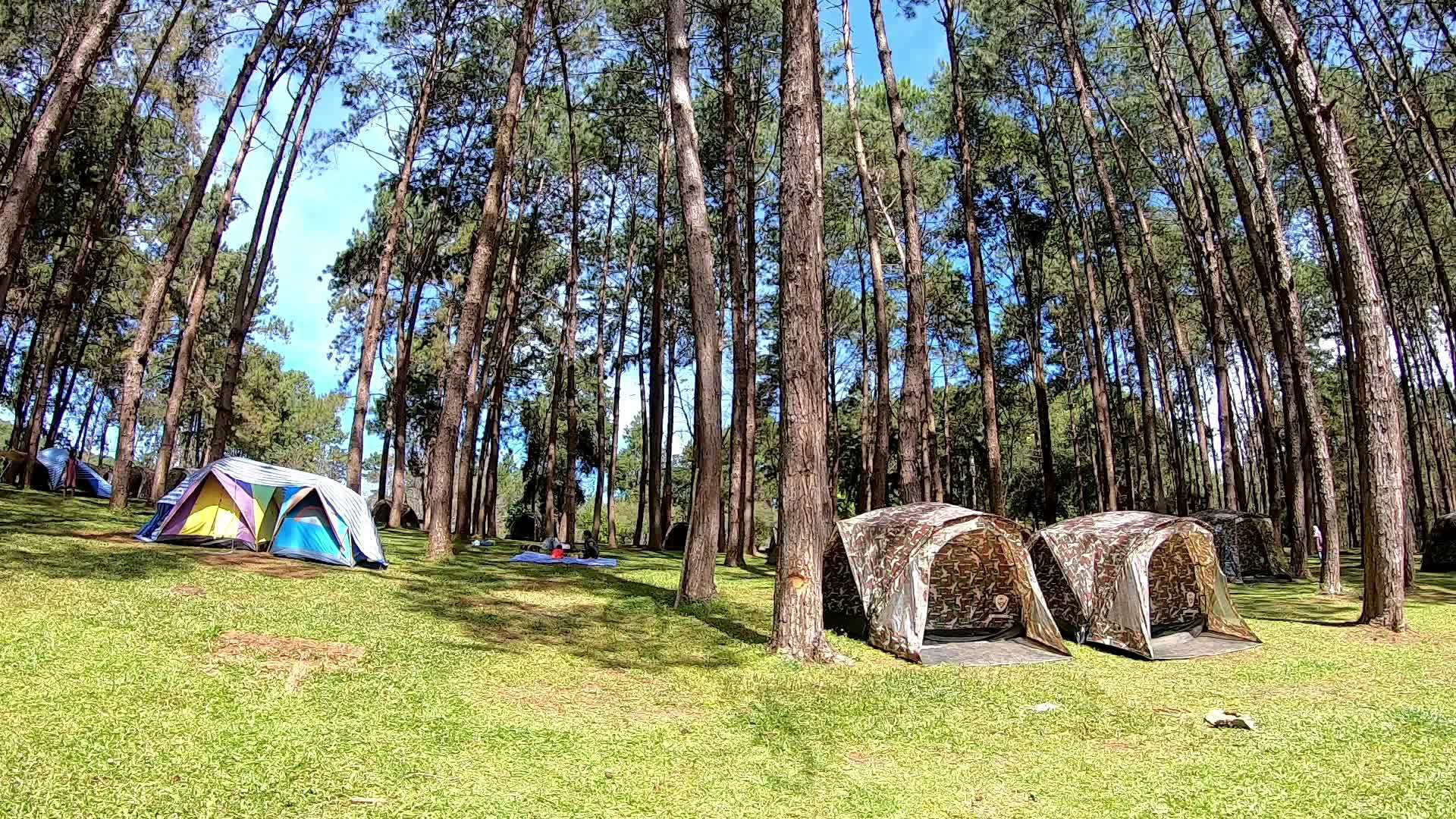 许多帐篷在松树森林的背景下从左到右移动pangtong视频的预览图