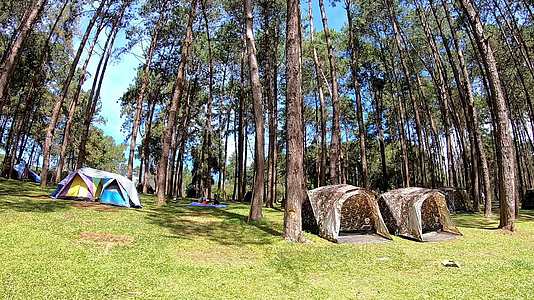 许多帐篷在松树森林的背景下从左到右移动pangtong视频的预览图