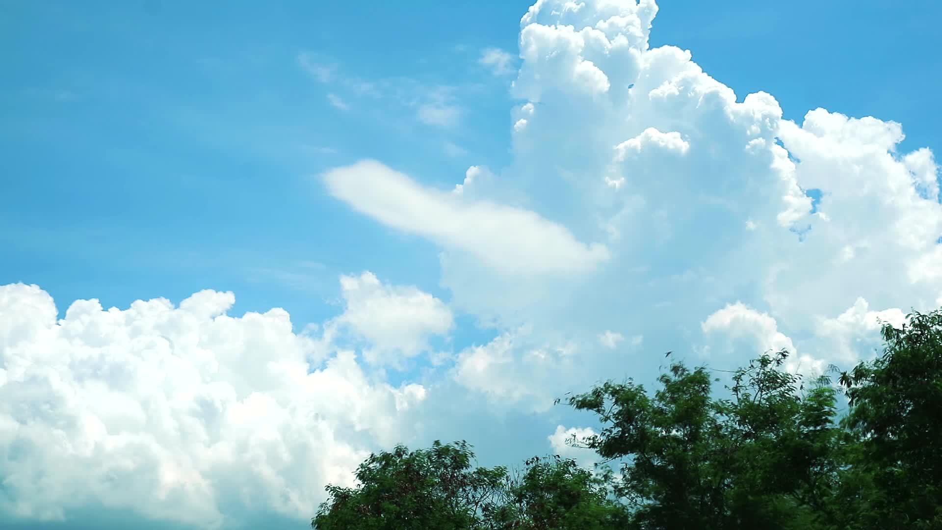 蓝天白云在后顶树上移动视频的预览图