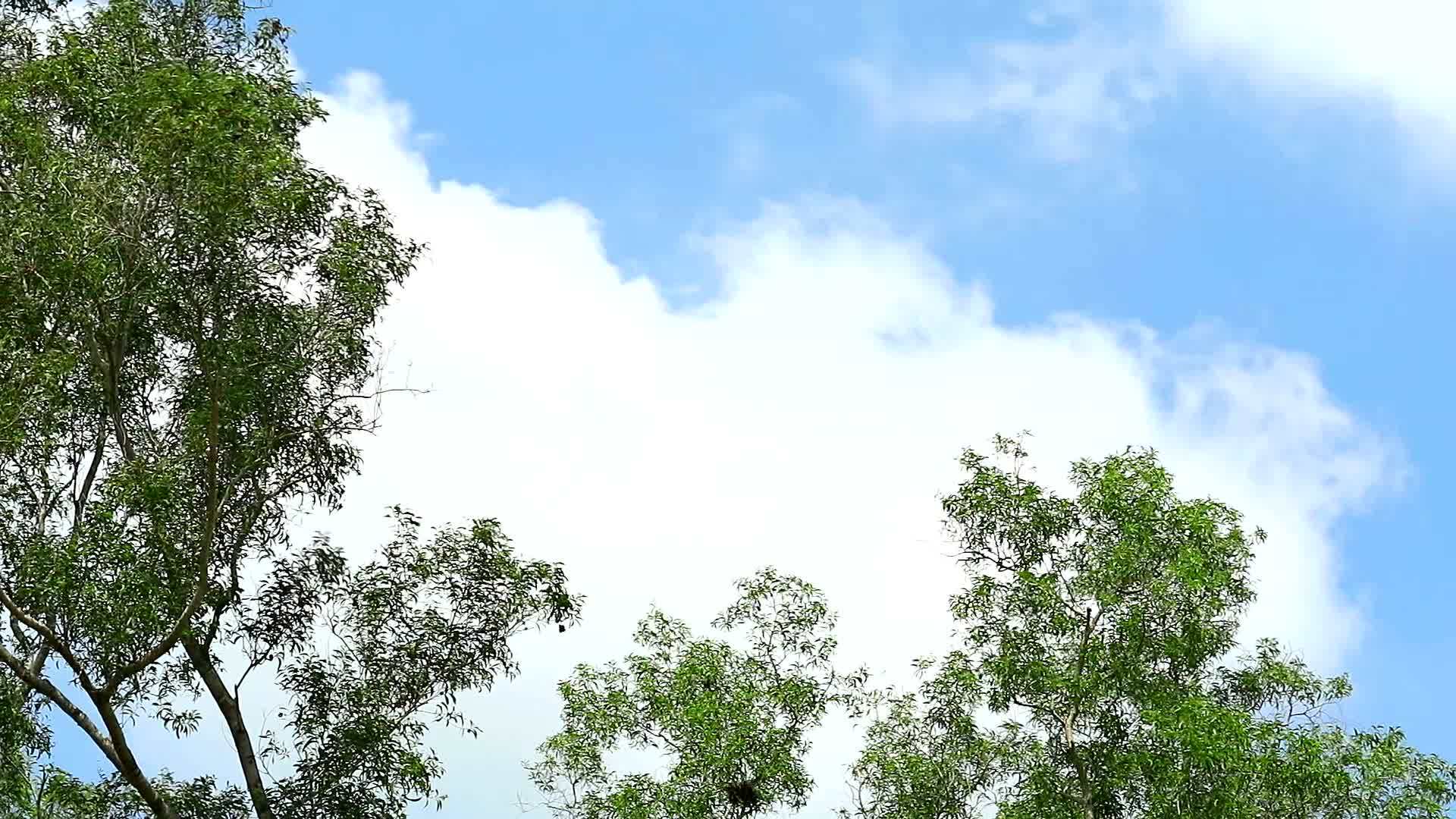 树被风吹动白云在背景上移动视频的预览图