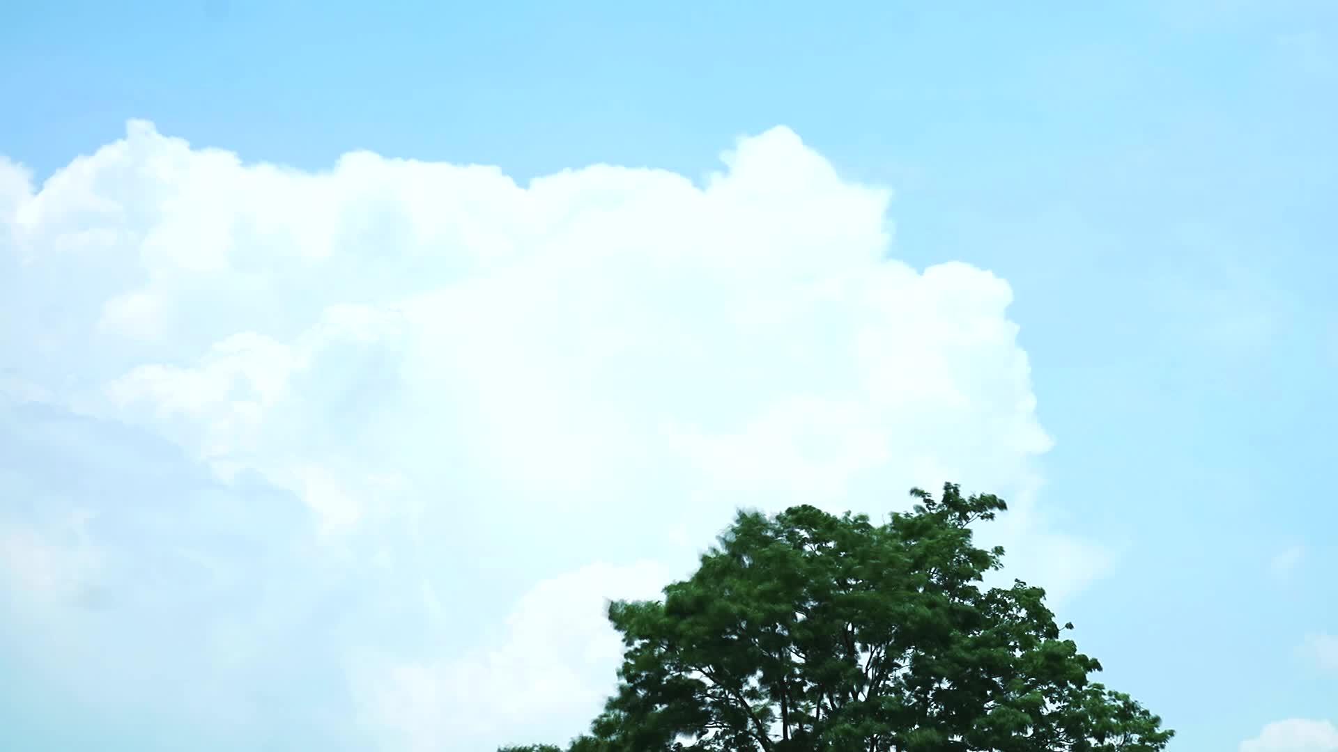 蓝天白云在树顶上移动视频的预览图