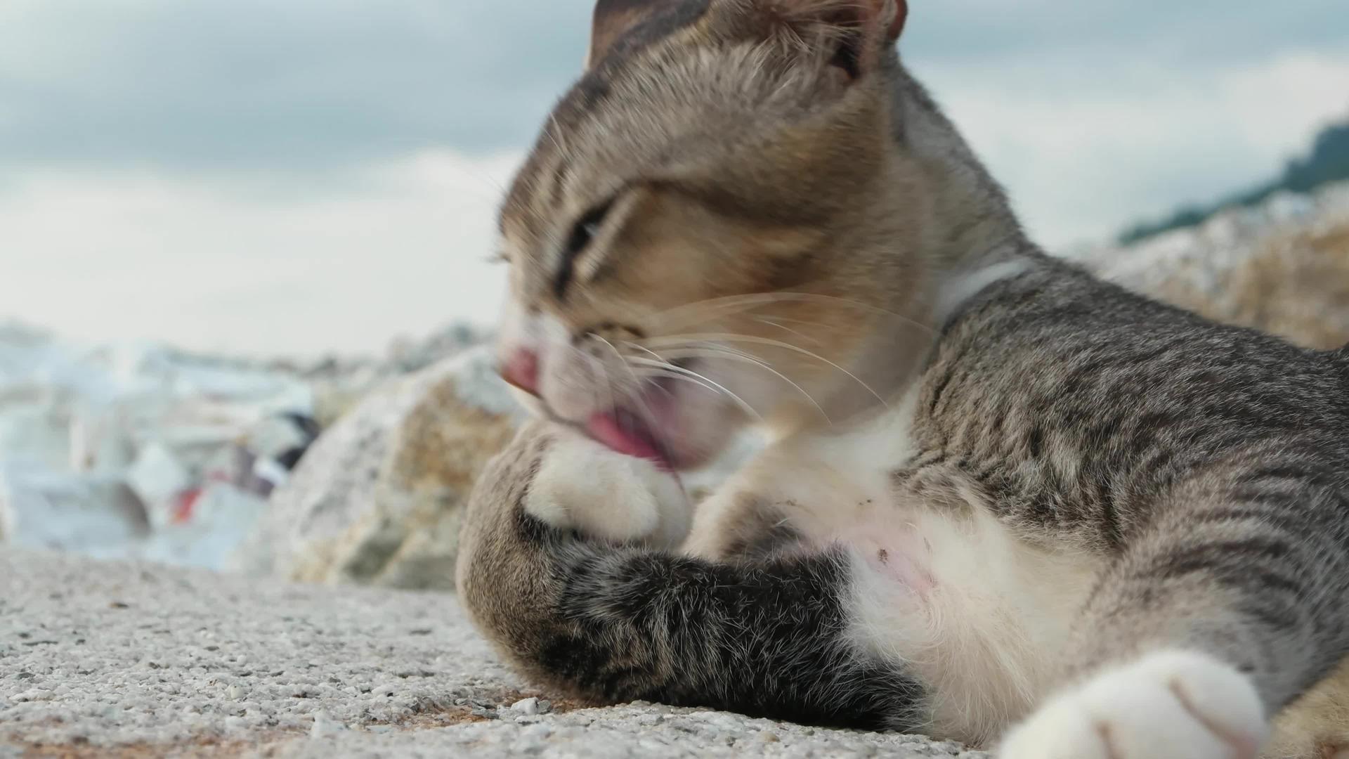 编织灰猫本身视频的预览图