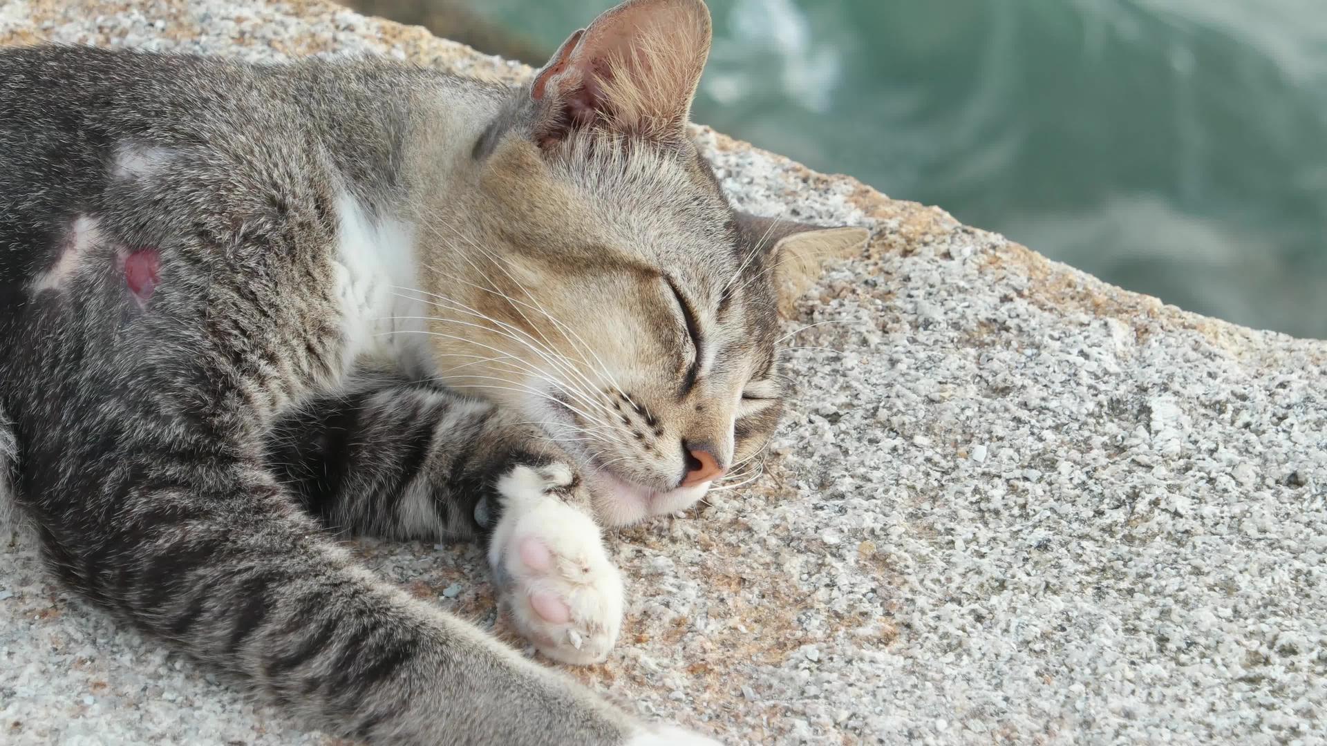 一只猫张着嘴睡觉视频的预览图