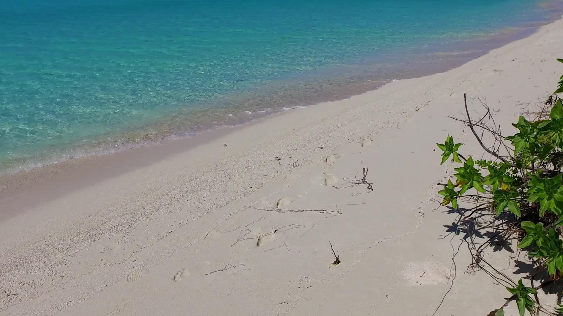 天堂海滩野生生物以棕榈树附近白沙底部的透明水为生视频的预览图