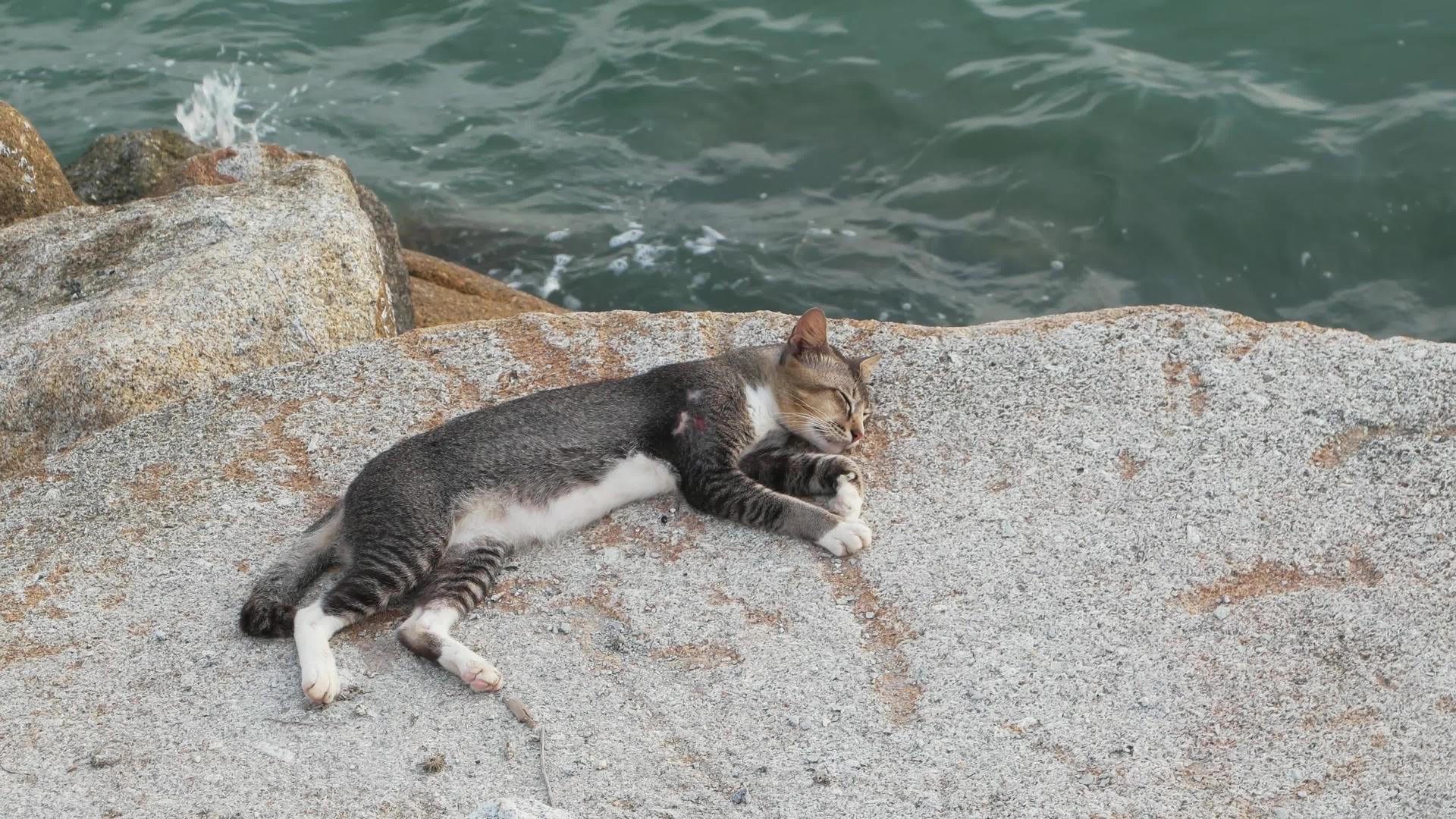 猫在岩石上休息视频的预览图