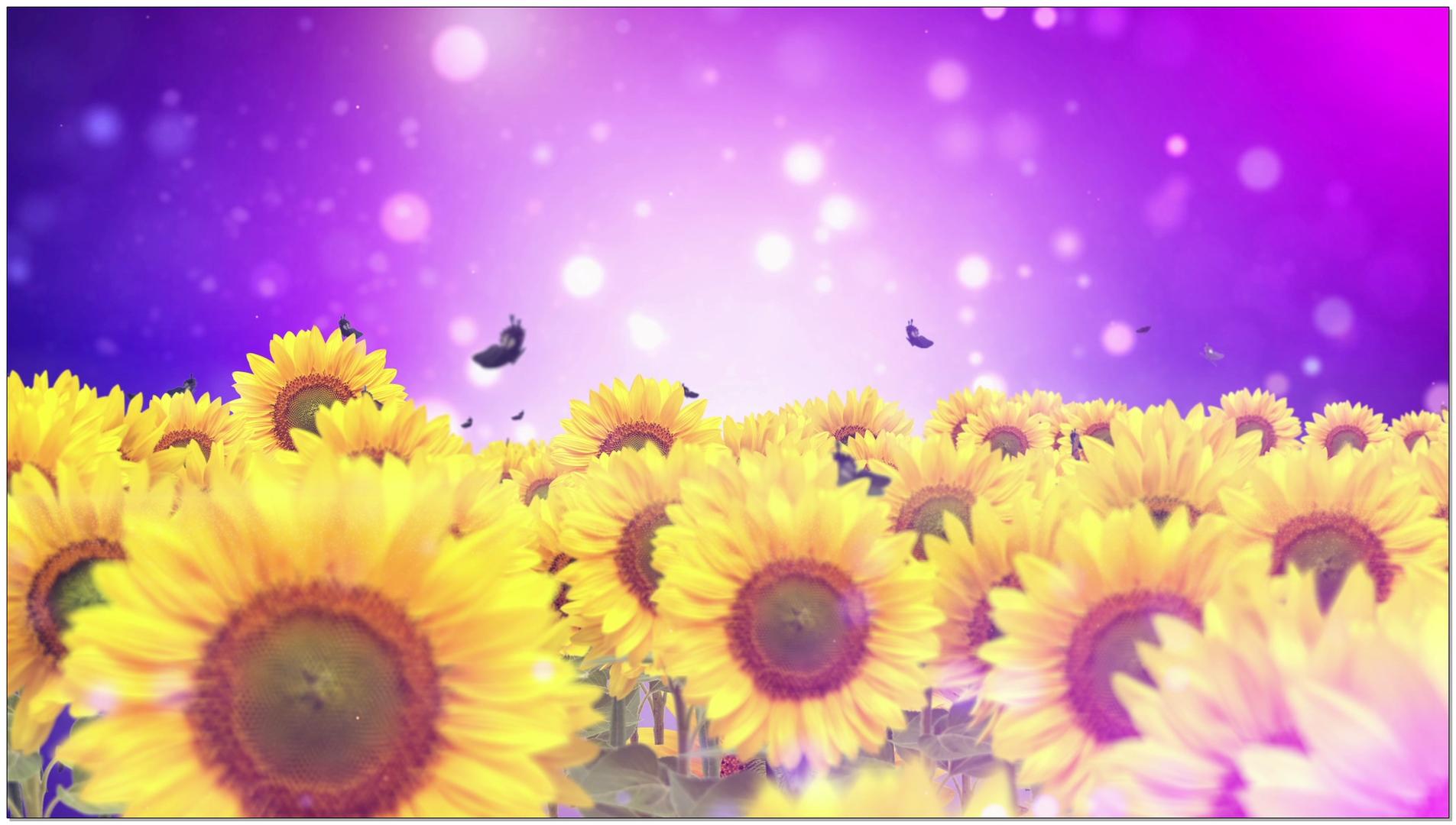紫色向日葵背景素材视频的预览图