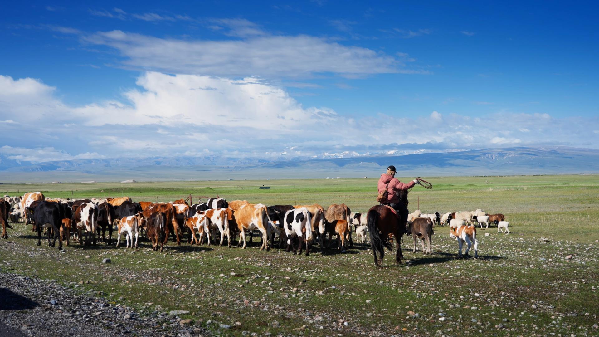牧民放养在新疆巴音布鲁克草原上 的预览图