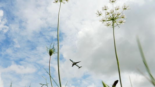 苍蝇飞过天空的草地视频的预览图
