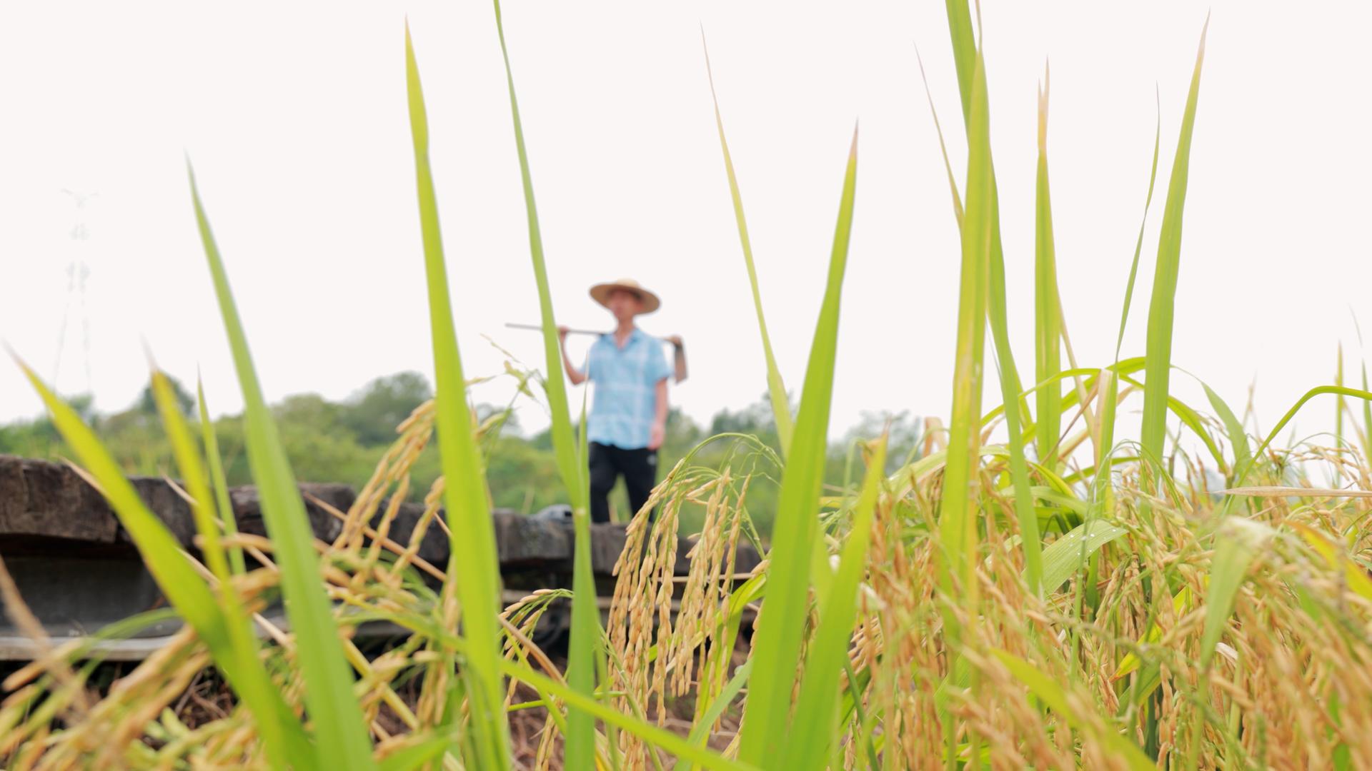 4K拍摄农民叔叔在稻田里行走的视频素材视频的预览图