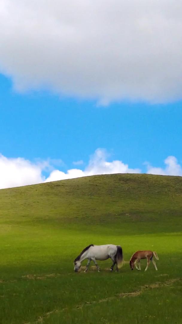 拍摄内蒙古美丽草原上悠闲吃草的马匹群马视频的预览图