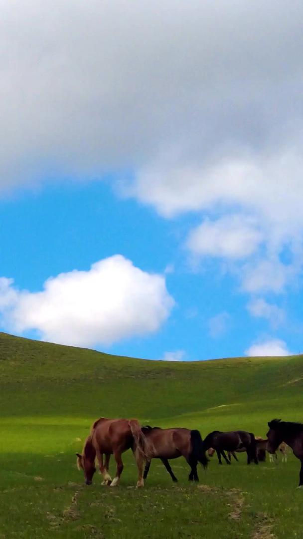 拍摄内蒙古美丽草原上悠闲吃草的马匹群马视频的预览图