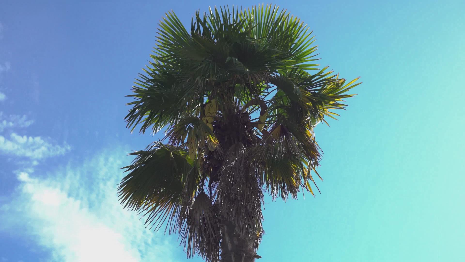 蓝天的棕榈树视频的预览图