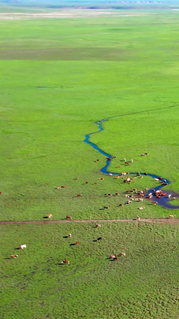 5k航拍鸟瞰美丽草原上蜿蜒曲折的河流九曲十八湾视频的预览图